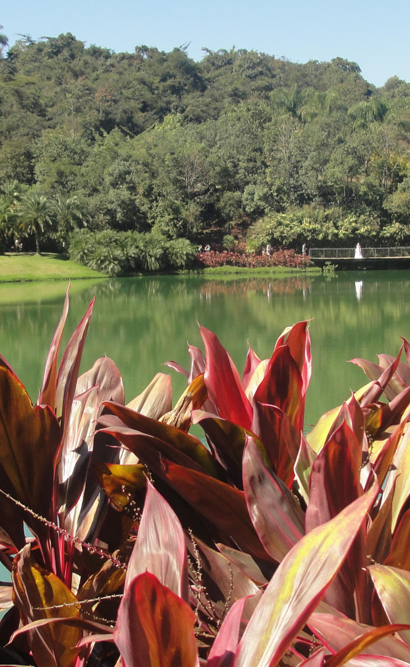inhotim-mg.webp